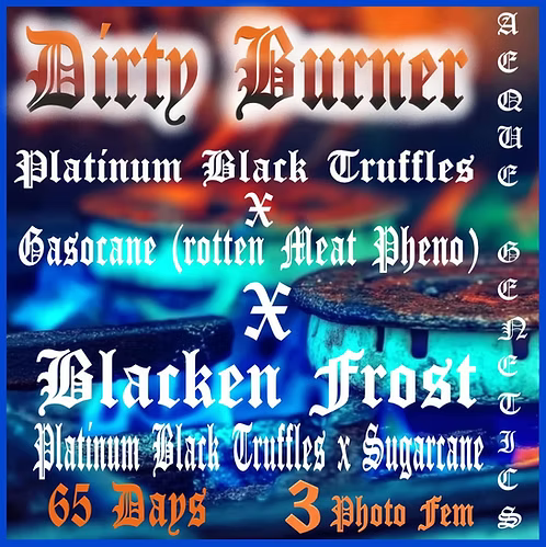 Aeque Genetics | Dirty Burner | Photoperiod Cannabis Seeds Female