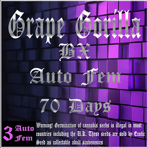 Aeque Genetics |  Grape Gorilla BX | Autoflowering Cannabis Seeds Female
