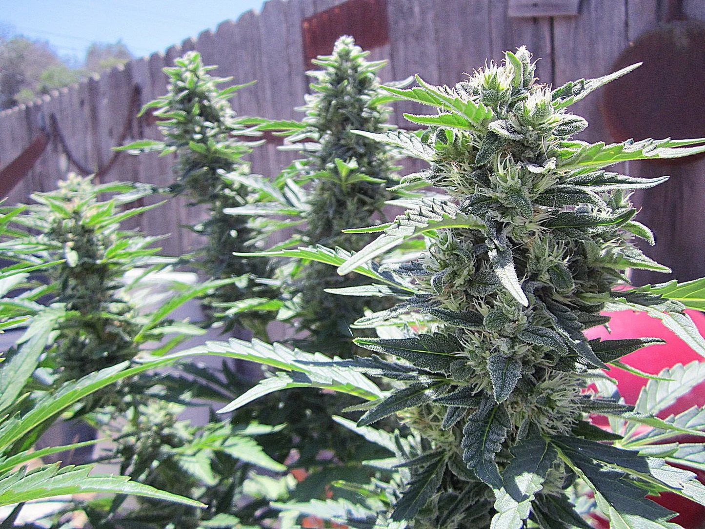 Bean Genie | Rabbit Hole | Auto Flower Cannabis Seeds Female