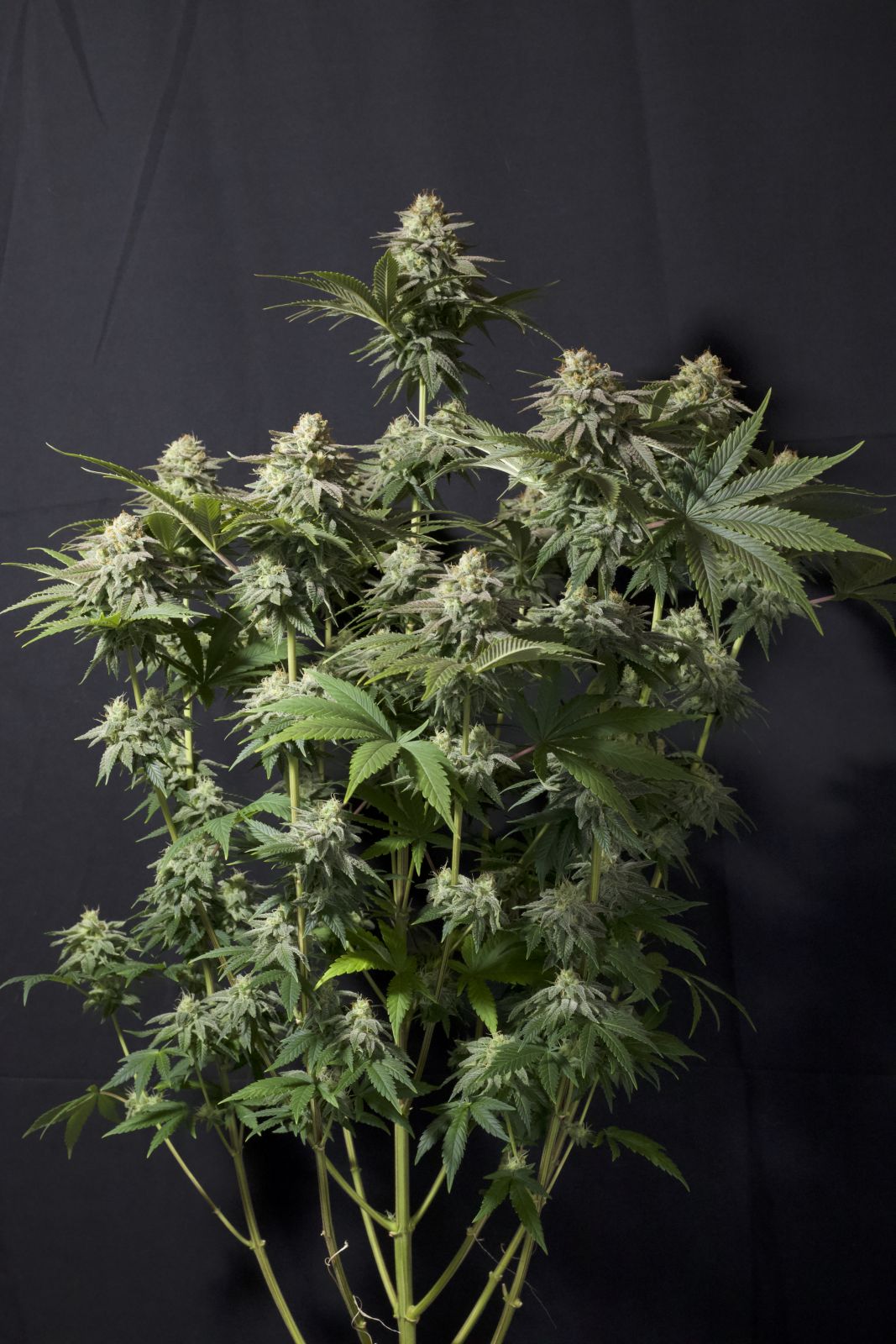 Fast Buds | Orange Sherbet FF | Fast Flowering Cannabis Seeds Female