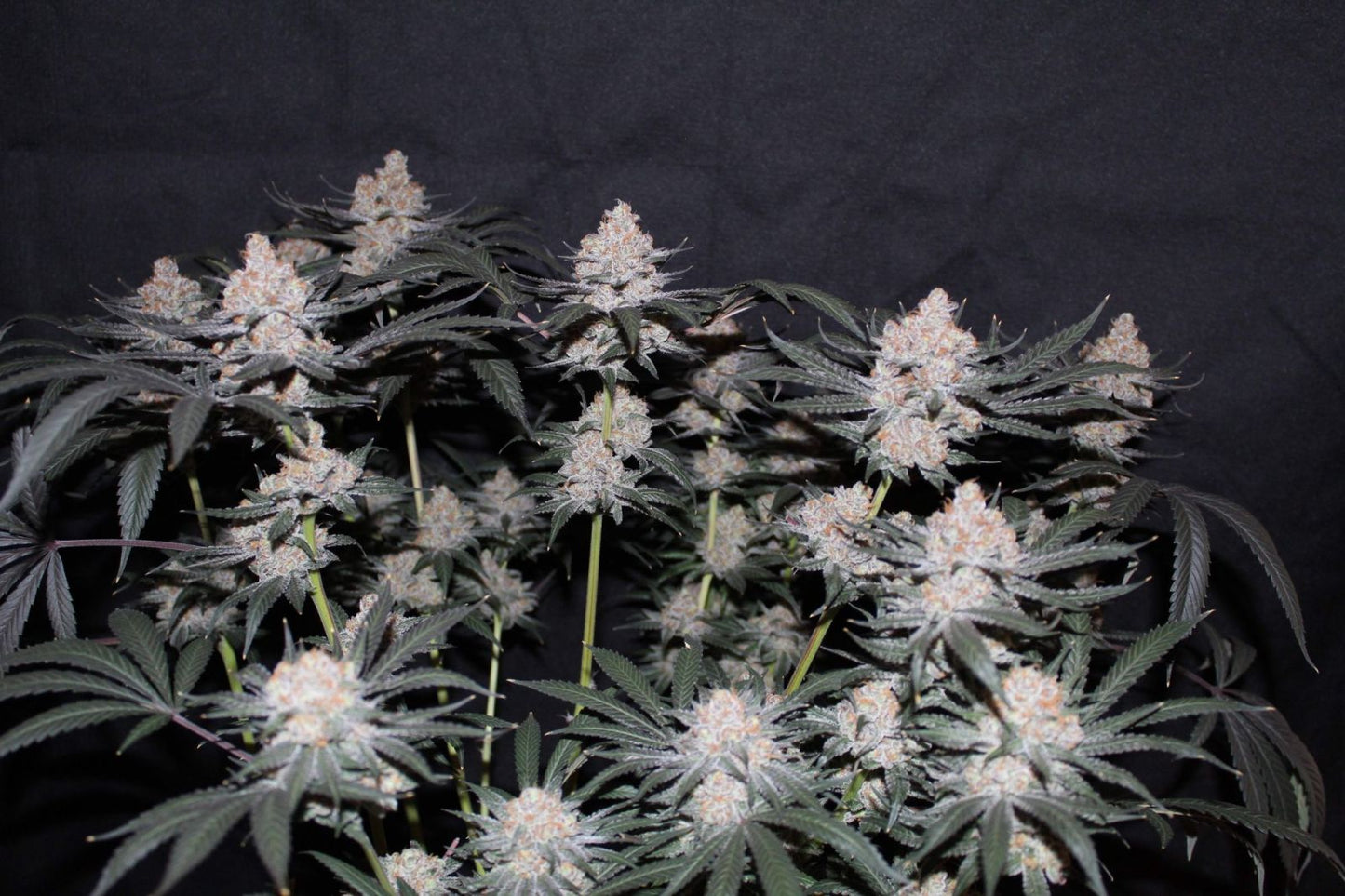 Fast Buds | Tropicana Cookies FF | Fast Flowering Cannabis Seeds Female