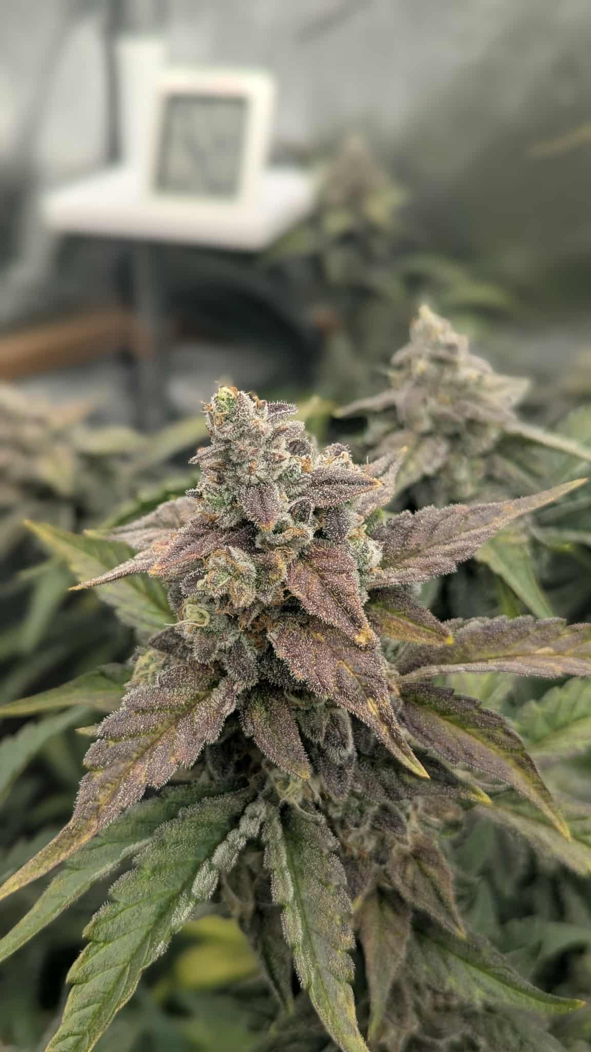 Axiom Seeds | Quantum Smash F2 | Auto Flower Cannabis Seeds Female