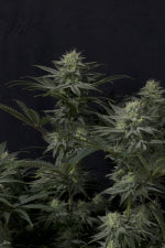 Fast Buds | GG4 Sherbet FF | Fast Flowering Cannabis Seeds Female