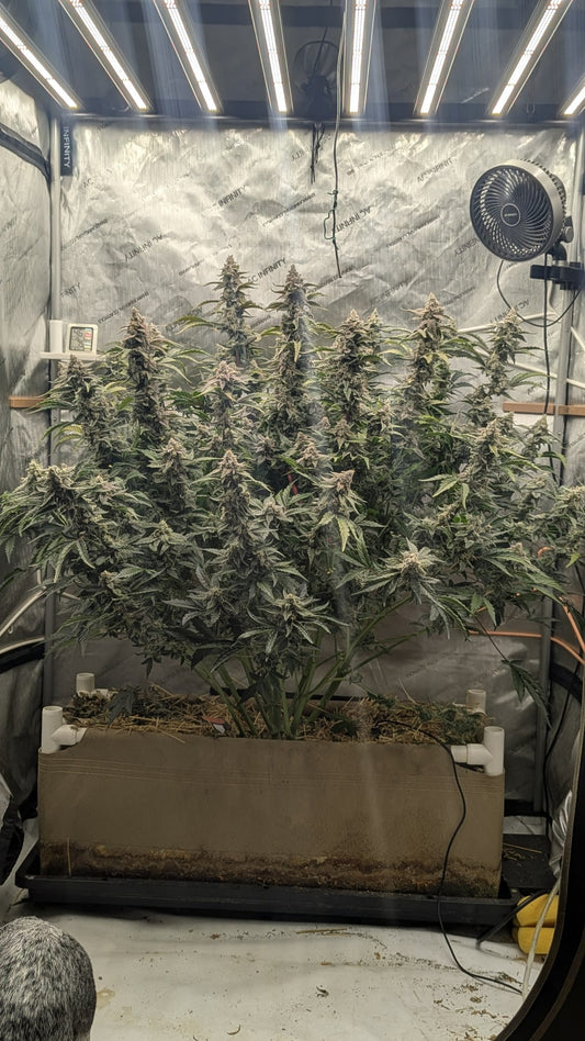 Axiom Seeds | Quantum Smash F1 | Auto Flower Cannabis Seeds Female