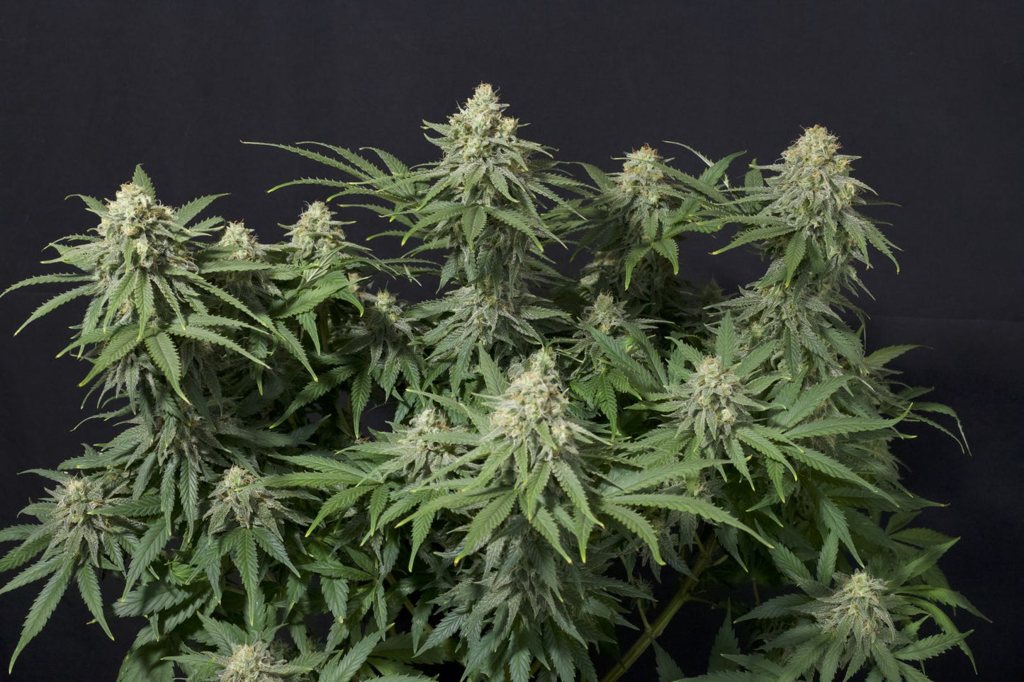Fast Buds | Wedding Cheesecake FF | Fast Flowering Cannabis Seeds Female