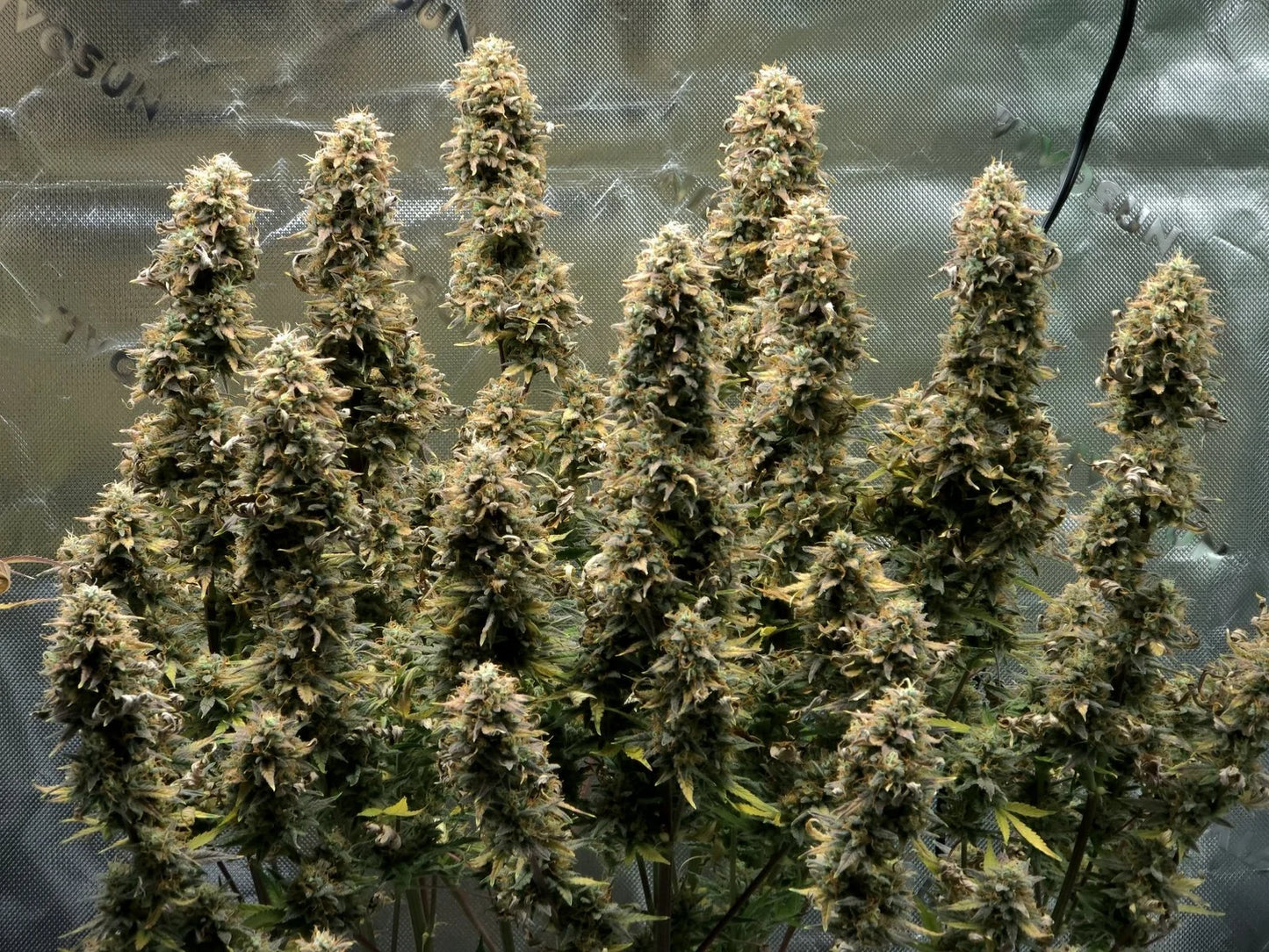 Bean Genie | Rabbit Hole | Auto Flower Cannabis Seeds Female