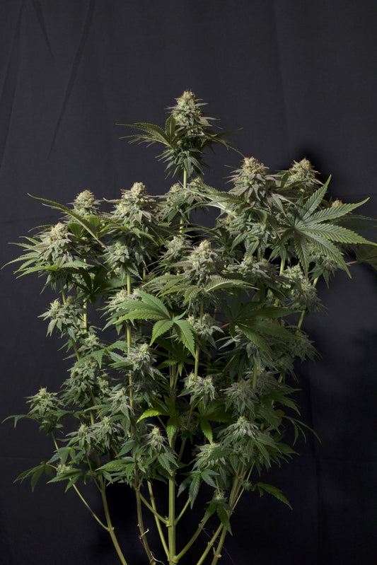 Fast Buds | Orange Sherbet FF | Fast Flowering Cannabis Seeds Female