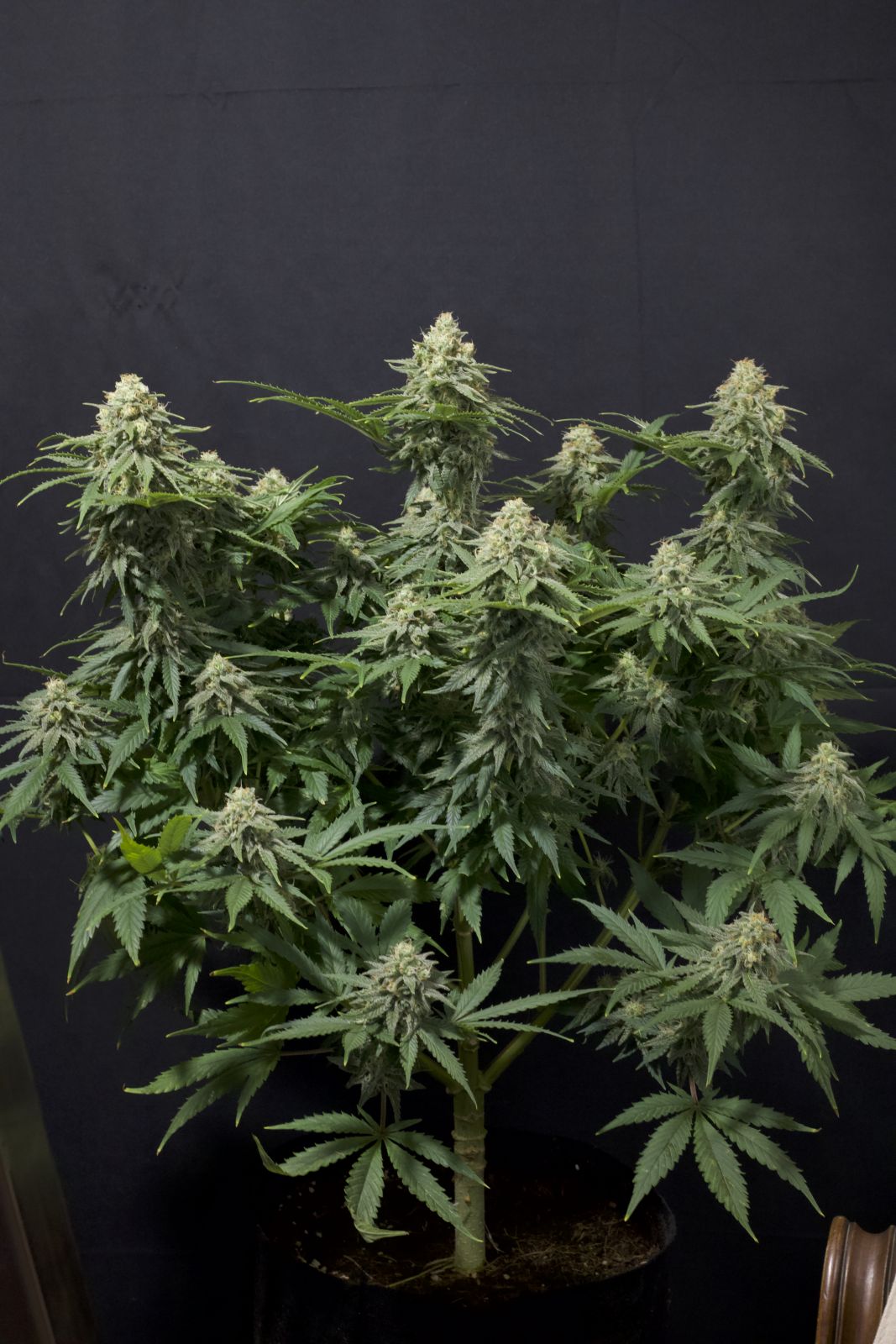 Fast Buds | Wedding Cheesecake FF | Fast Flowering Cannabis Seeds Female