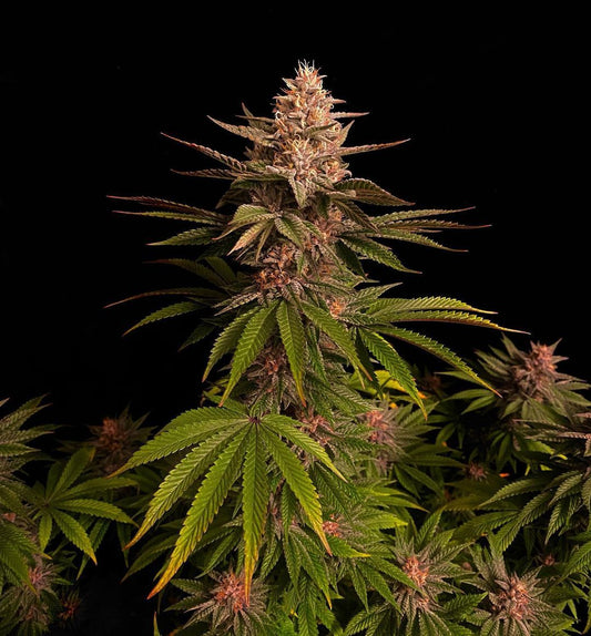 Fast Buds | Purple Lemonade FF | Fast Flowering Cannabis Seeds Female