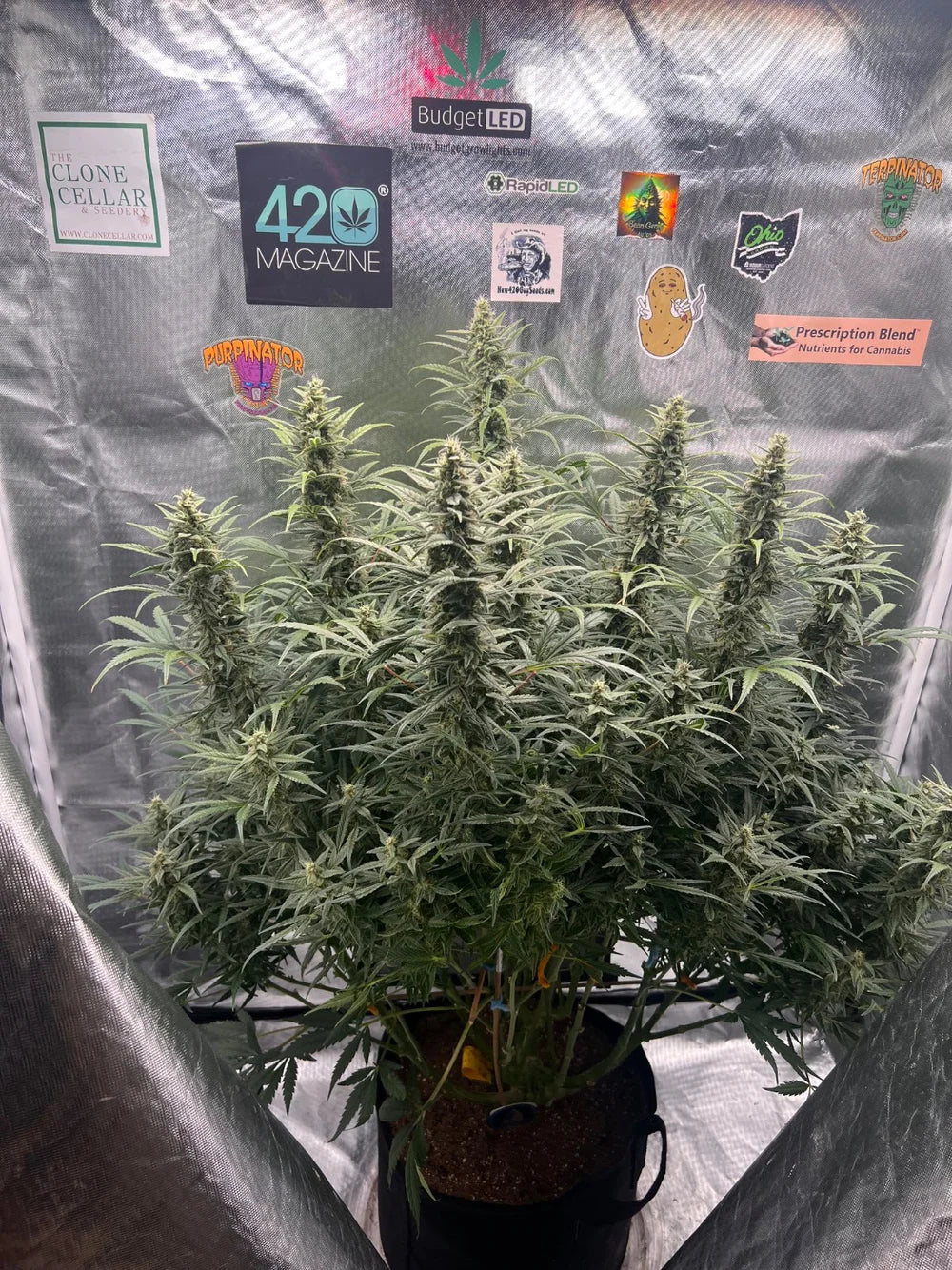 Bean Genie | Rabbit Hole | Auto Flower Cannabis Seeds Female