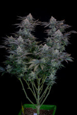 Fast Buds | Gorilla Cookies FF | Fast Flowering Cannabis Seeds Female