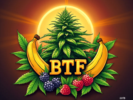 Bean Genie | BTF | Auto Flower Cannabis Seeds Female