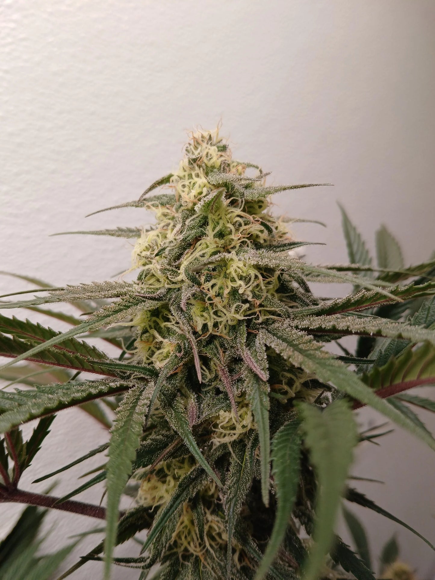 Stir Crazy Seeds | ((Black Haze x A5 Haze) x SSH) x Tiger Fruit | Photoperiod Cannabis Seeds Reg