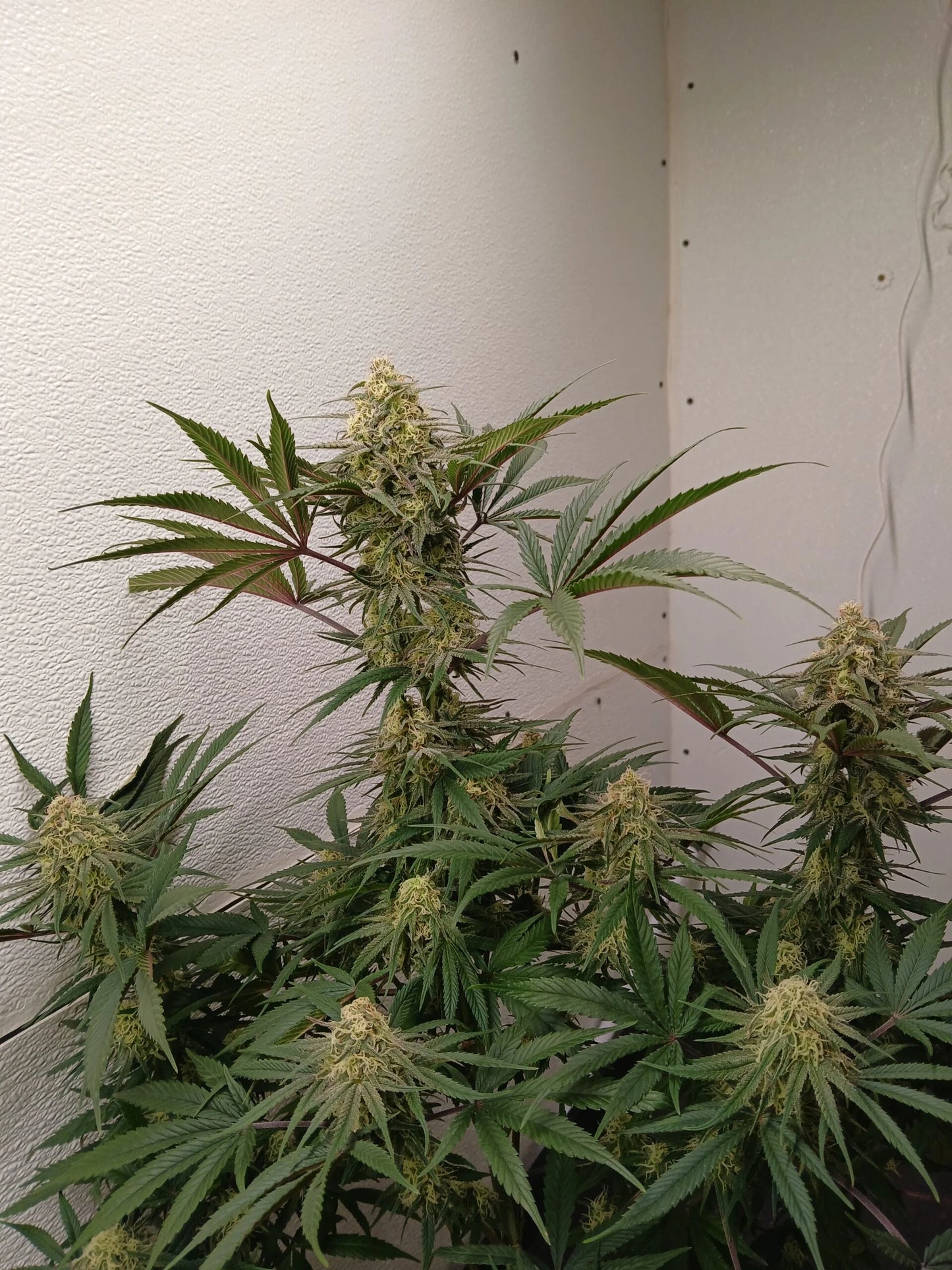 Stir Crazy Seeds | ((Black Haze x A5 Haze) x SSH) x Tiger Fruit | Photoperiod Cannabis Seeds Reg