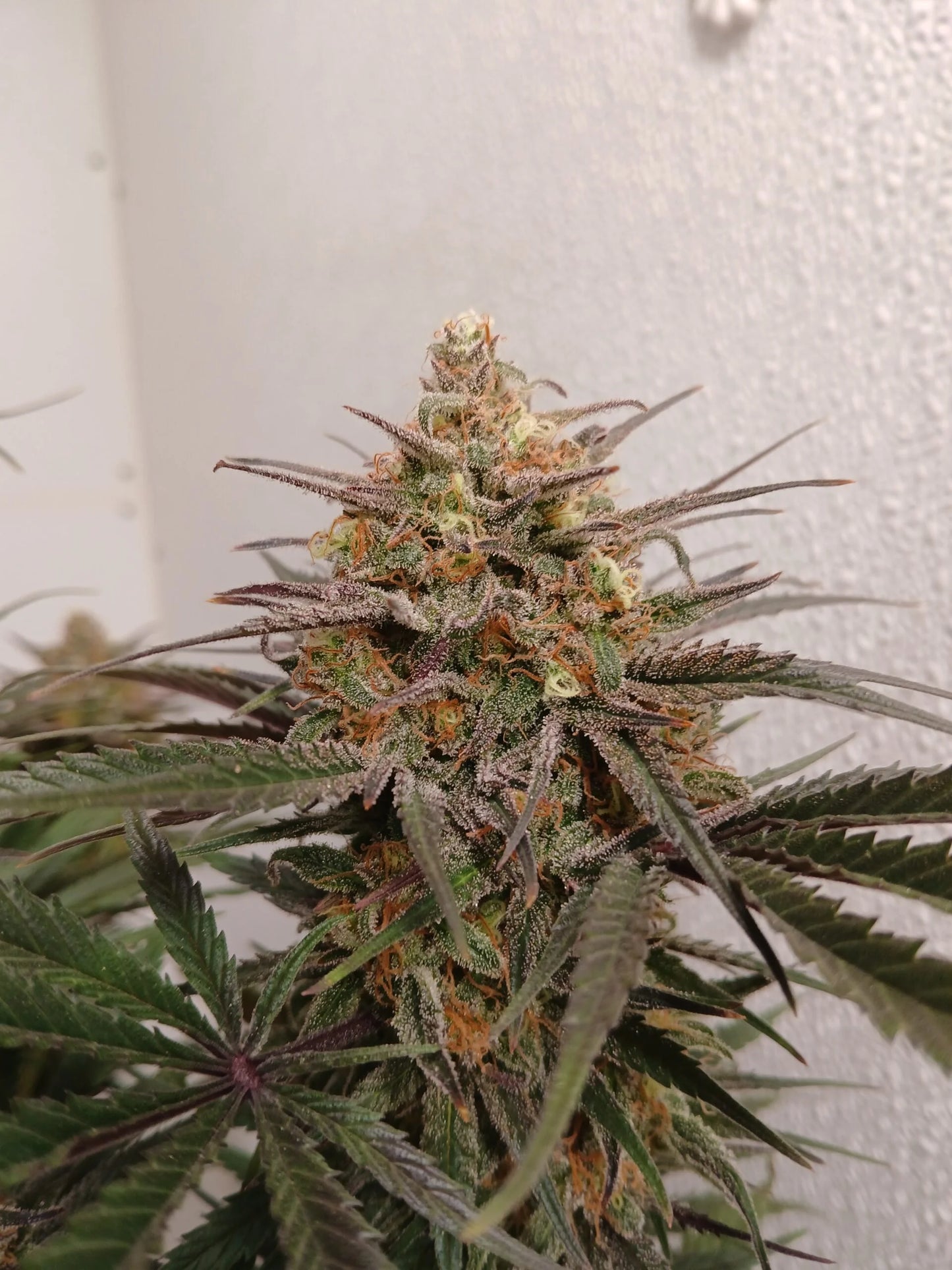 Stir Crazy Seeds | ((Black Haze x A5 Haze) x SSH) x Tiger Fruit | Photoperiod Cannabis Seeds Reg