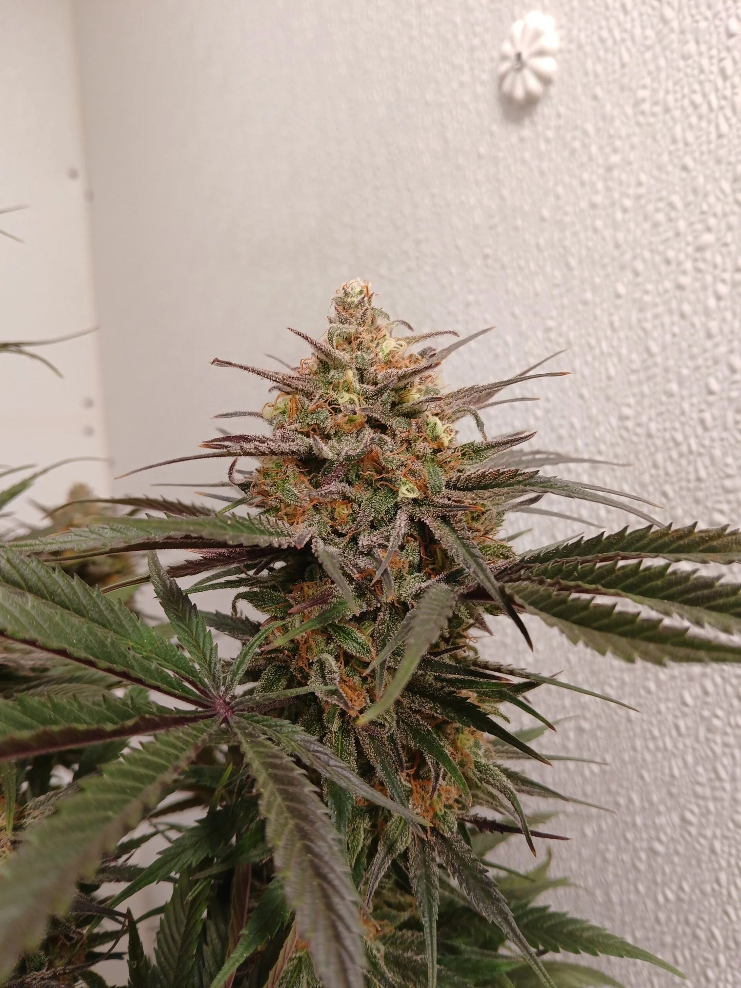Stir Crazy Seeds | ((Black Haze x A5 Haze) x SSH) x Tiger Fruit | Photoperiod Cannabis Seeds Reg