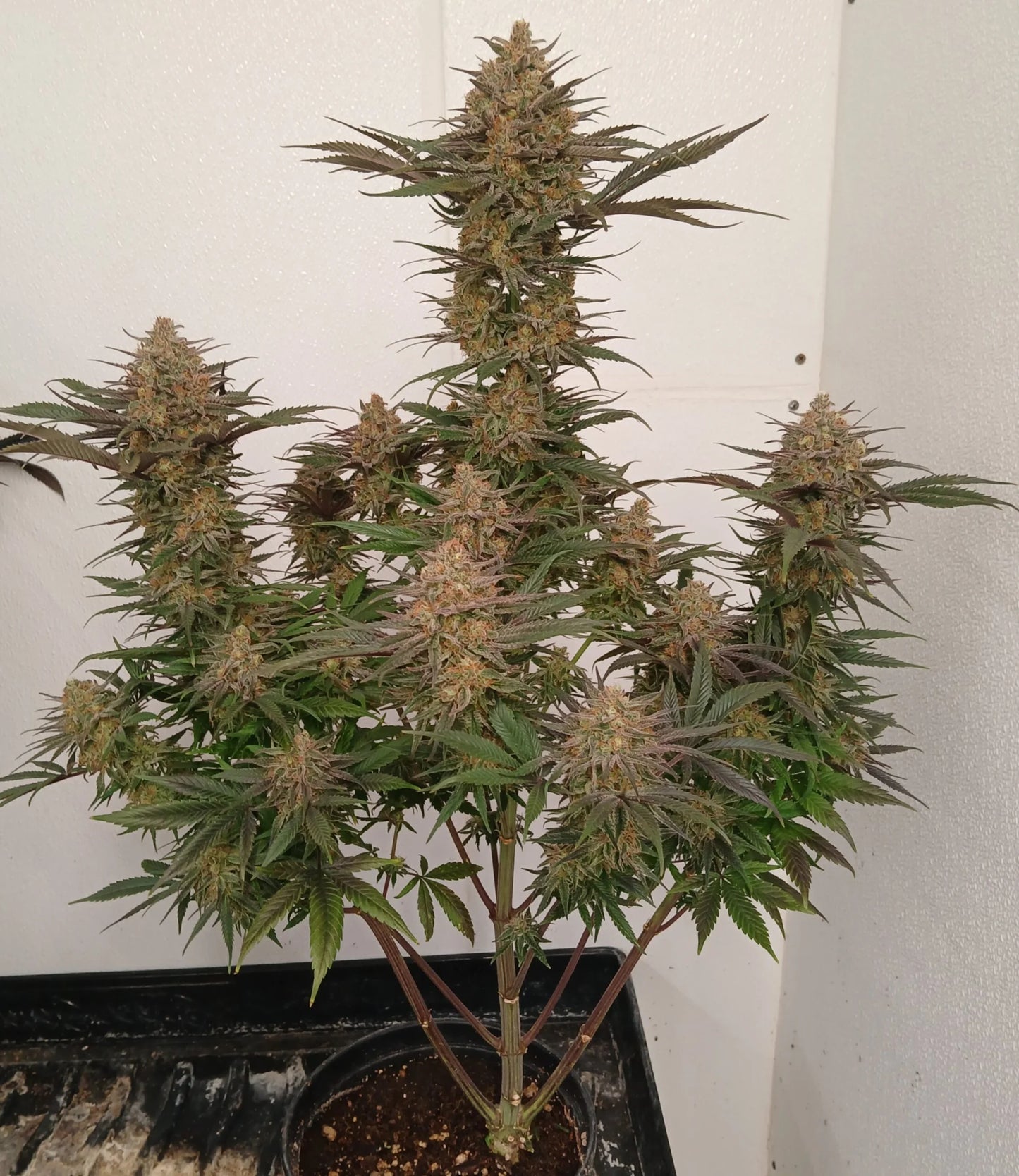 Stir Crazy Seeds | ((Black Haze x A5 Haze) x SSH) x Tiger Fruit | Photoperiod Cannabis Seeds Reg