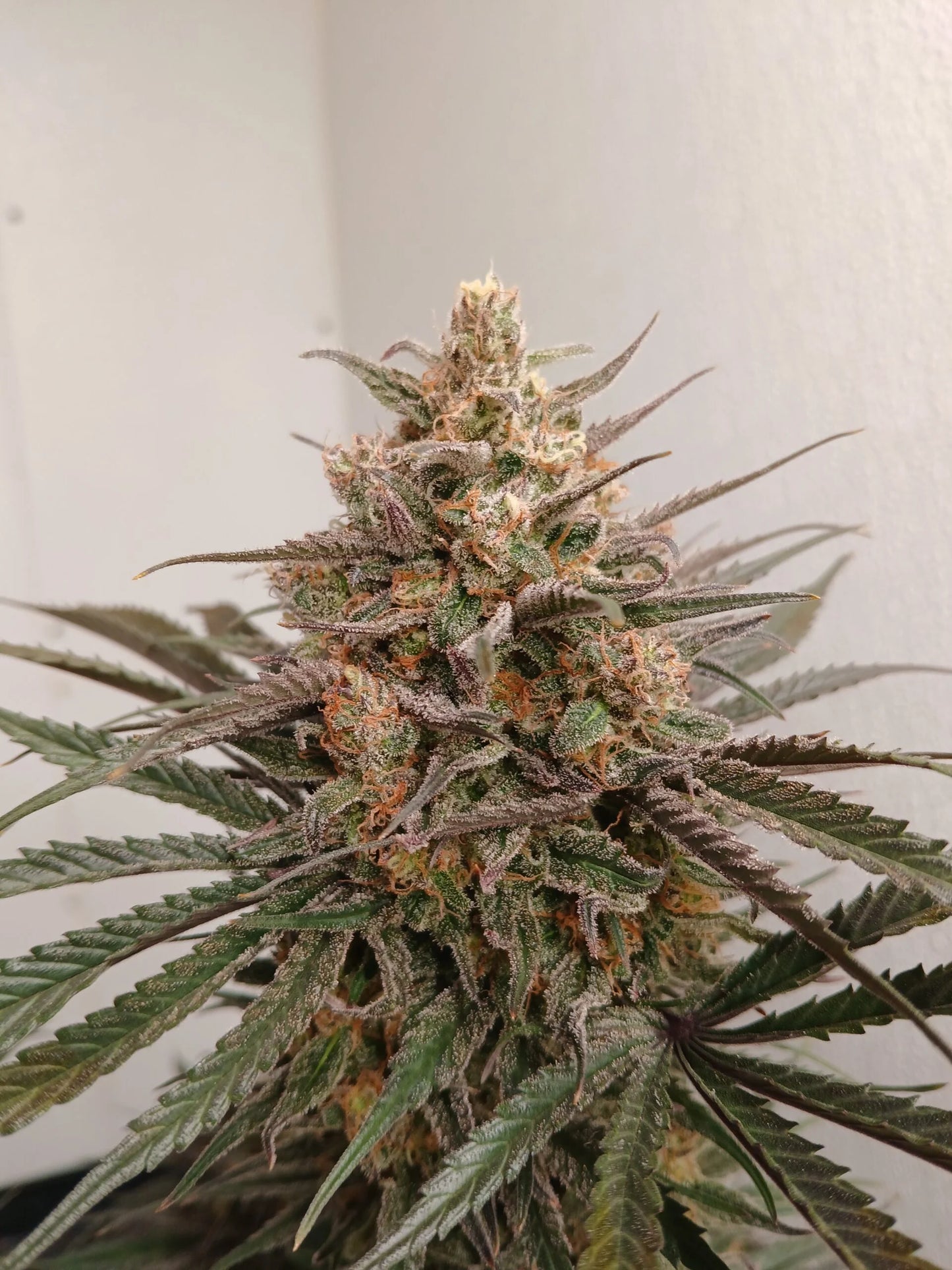 Stir Crazy Seeds | ((Black Haze x A5 Haze) x SSH) x Tiger Fruit | Photoperiod Cannabis Seeds Reg