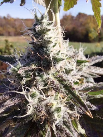 Stupid Dog |Blueberry Sugar x Gator Breath | Photoperiod Cannabis Seeds Female