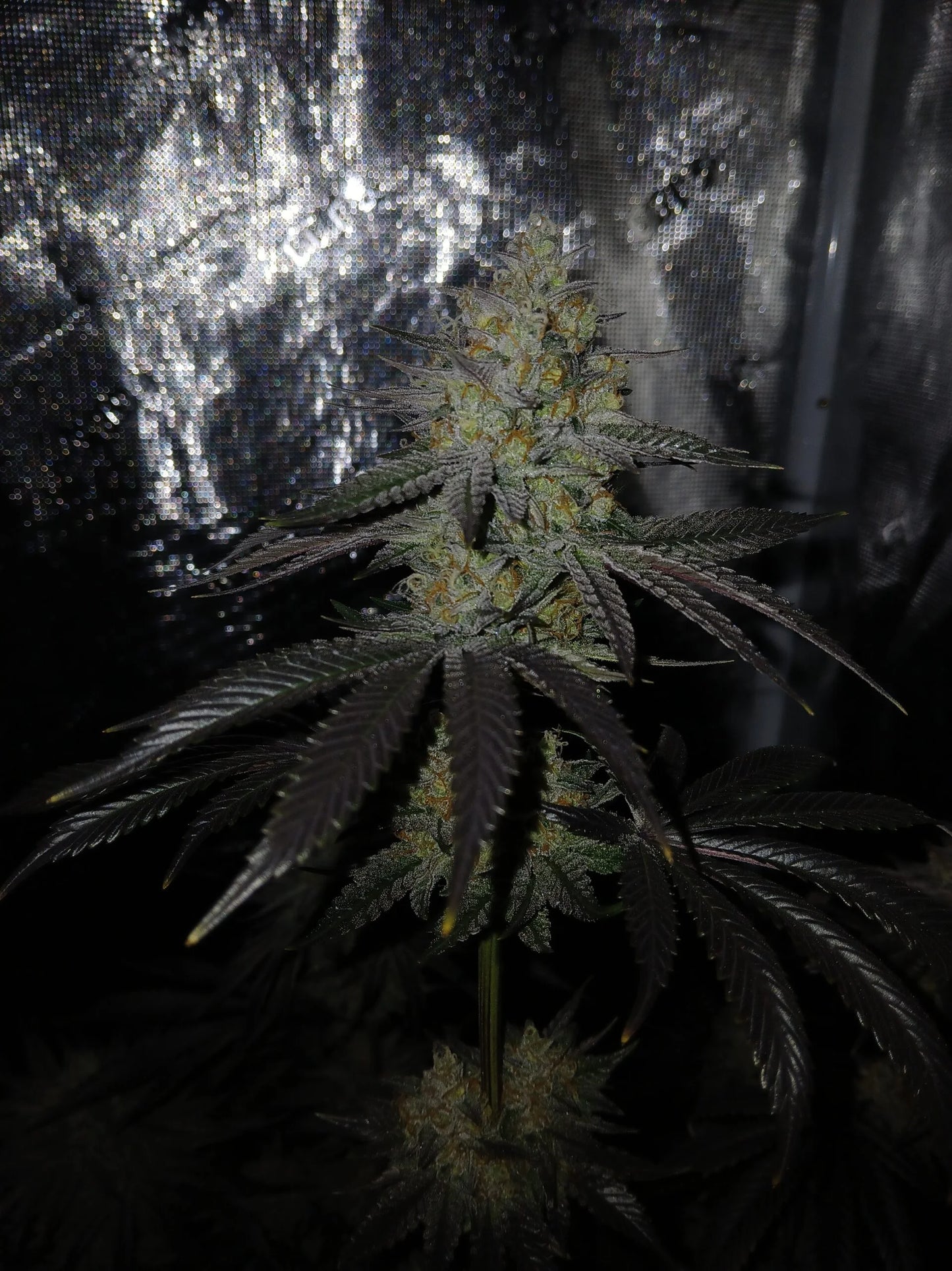 Stir Crazy Seeds | CDLC S1 x Grape Solution | Photoperiod Cannabis Seeds Reg