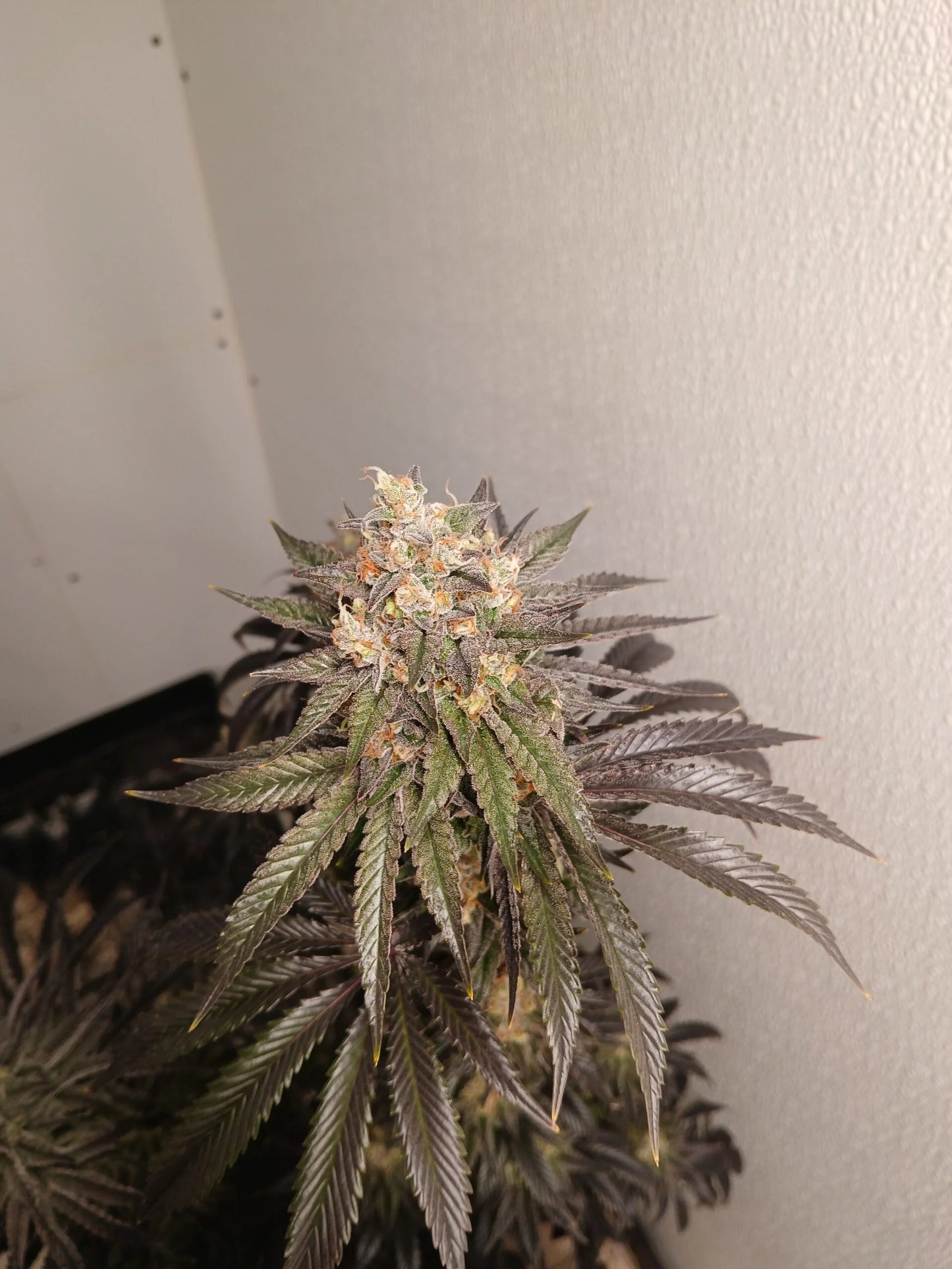 Stir Crazy Seeds | CDLC S1 x Grape Solution | Photoperiod Cannabis Seeds Reg