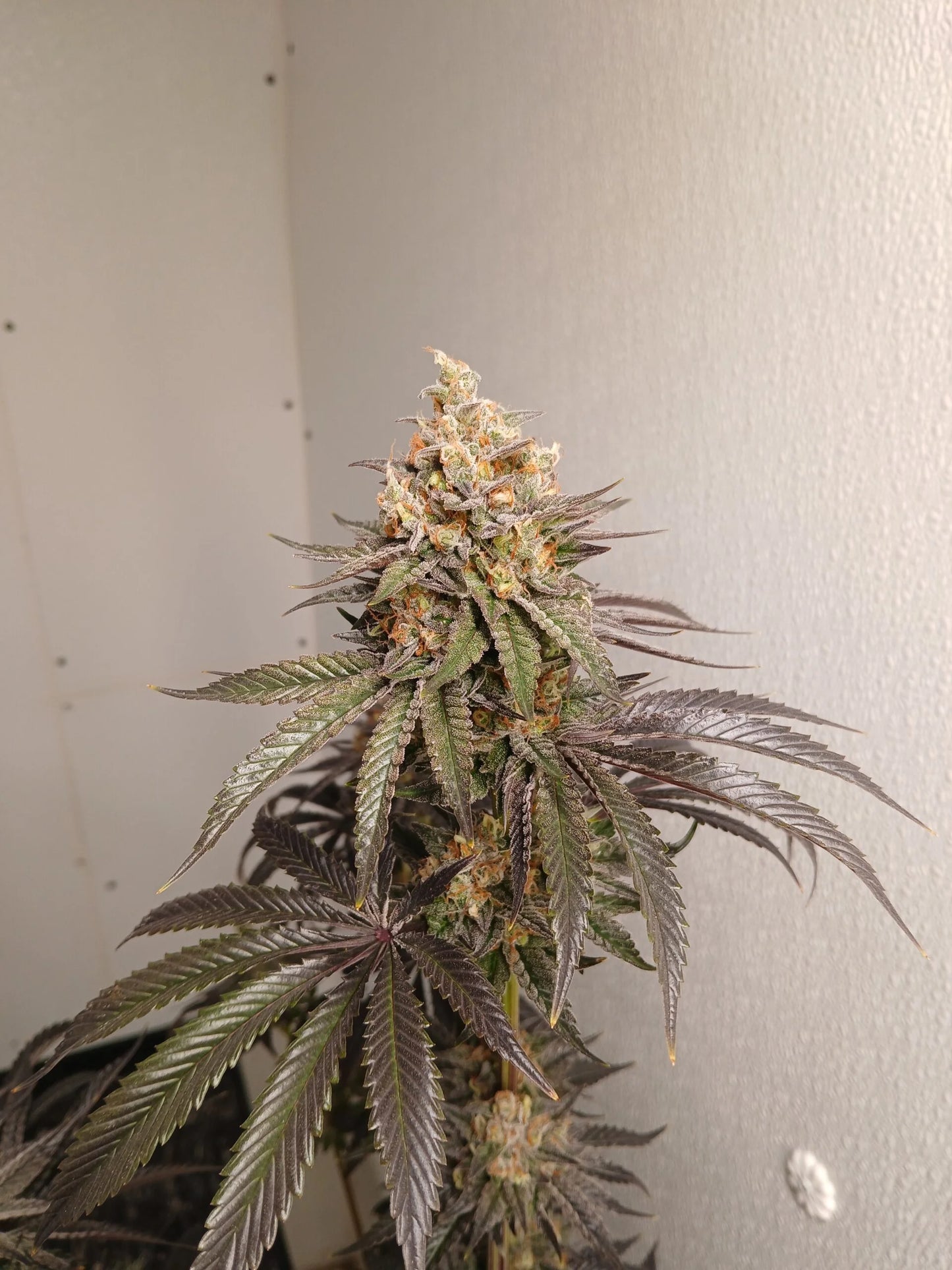 Stir Crazy Seeds | CDLC S1 x Grape Solution | Photoperiod Cannabis Seeds Reg