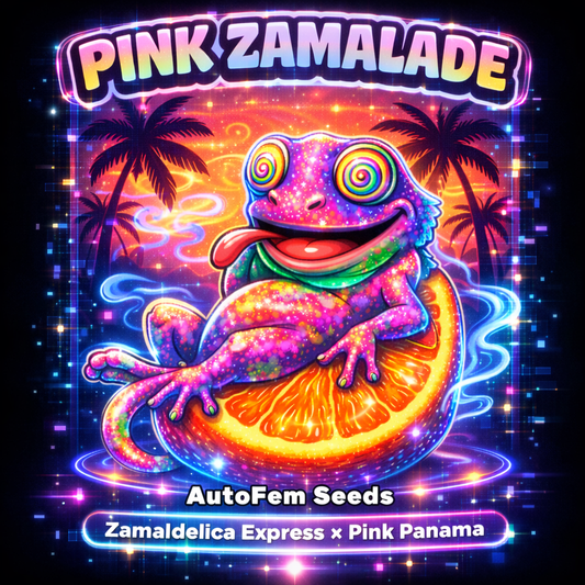 Cannabis Breeders Club | Pink Zamalade | Auto Flower Cannabis Seeds Female