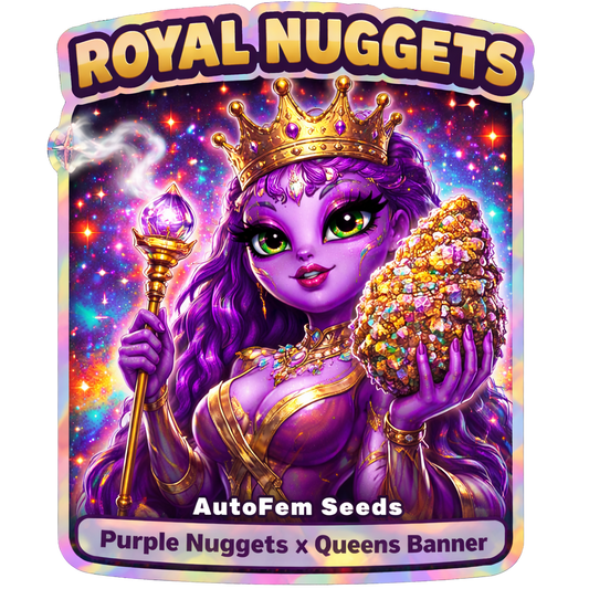 Cannabis Breeders Club | Royal Nuggets | Auto Flower Cannabis Seeds Female