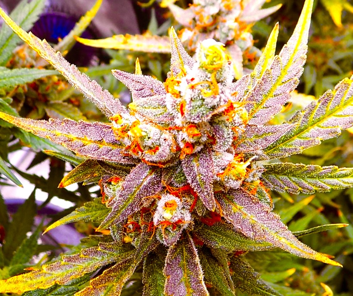 Bean Genie | BTF | Auto Flower Cannabis Seeds Female
