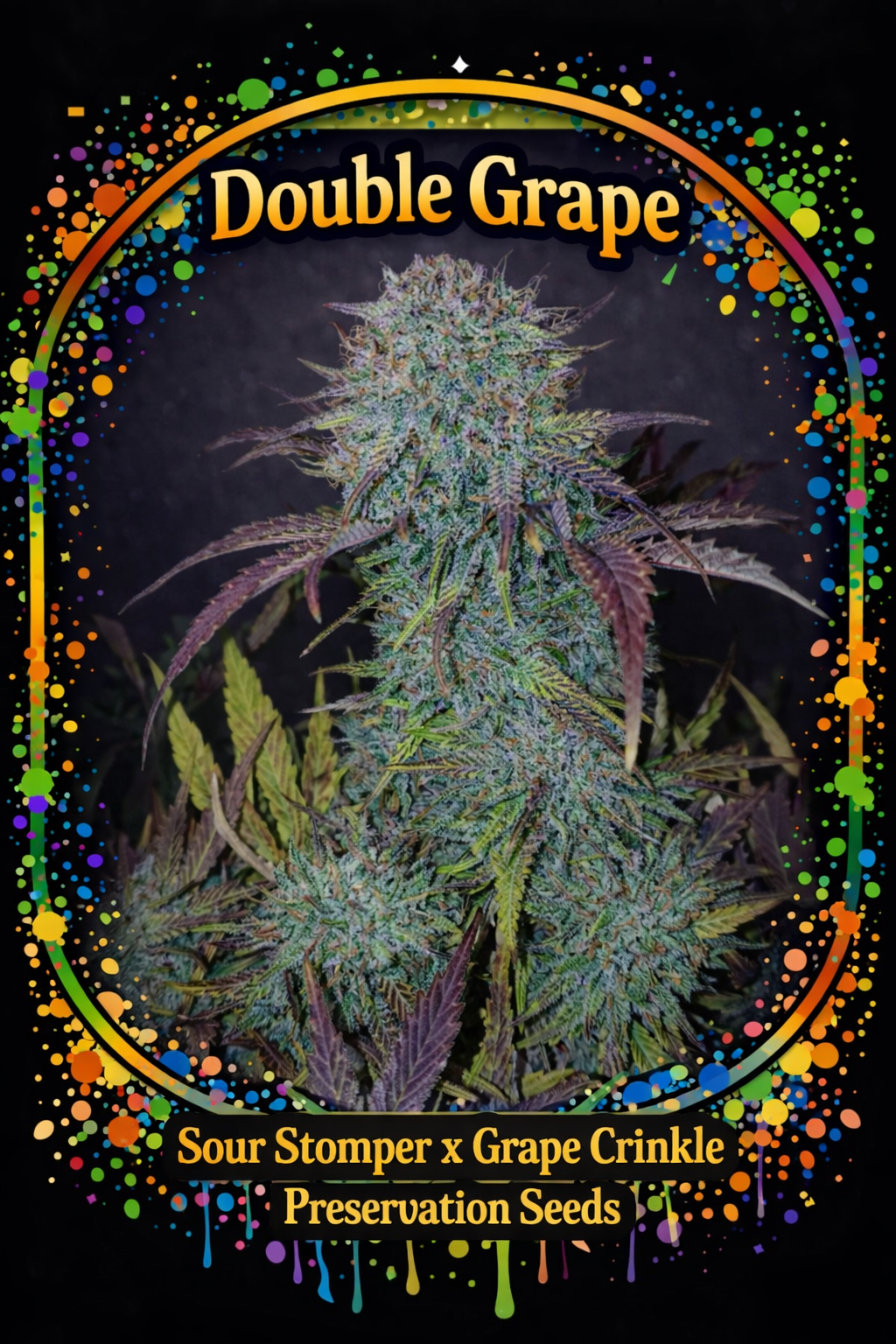 Preservation Seeds | Double Grape | Auto Flower Cannabis Seeds Female