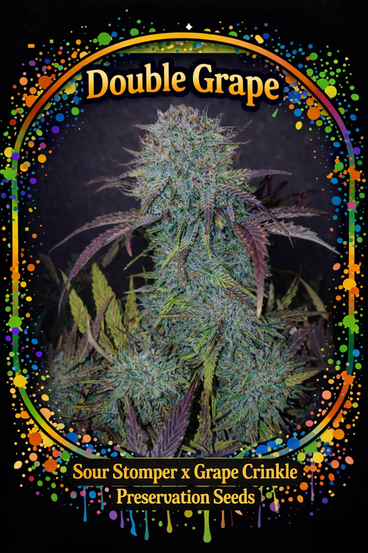 Preservation Seeds | Double Grape | Auto Flower Cannabis Seeds Female