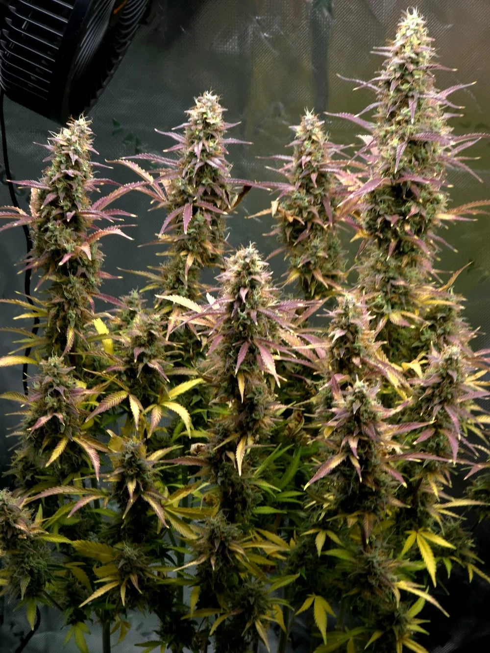 Bean Genie | Rabbit Hole | Auto Flower Cannabis Seeds Female