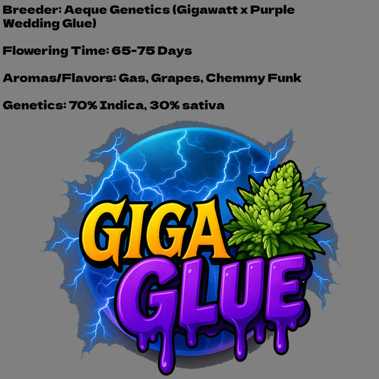 Aeque Genetics | Giga Glue | Autoflowering Cannabis Seeds Female