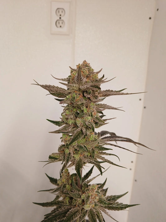 Stir Crazy Seeds | (Grape Solution x Tiger Fruit) x Grape Solution | Photoperiod Cannabis Seeds Reg