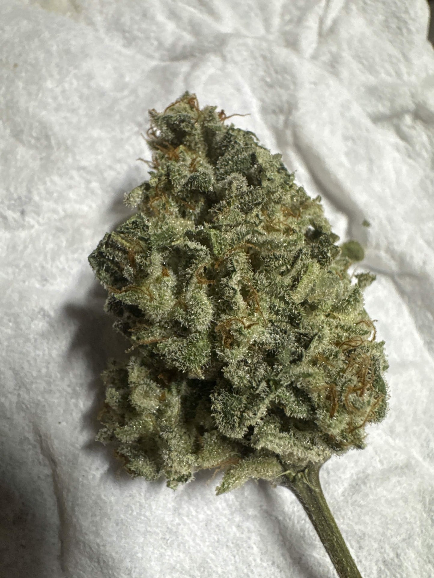 Axiom Seeds | Quantum Smash F2 | Auto Flower Cannabis Seeds Female
