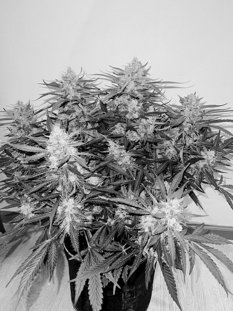 Bean Genie | Crazy Horse | Auto Flower Cannabis Seeds Female