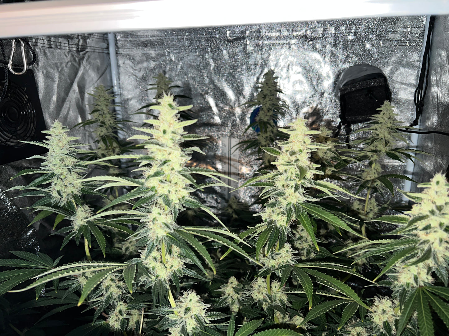 Bean Genie | Sour G | Photoperiod Cannabis Seeds Female