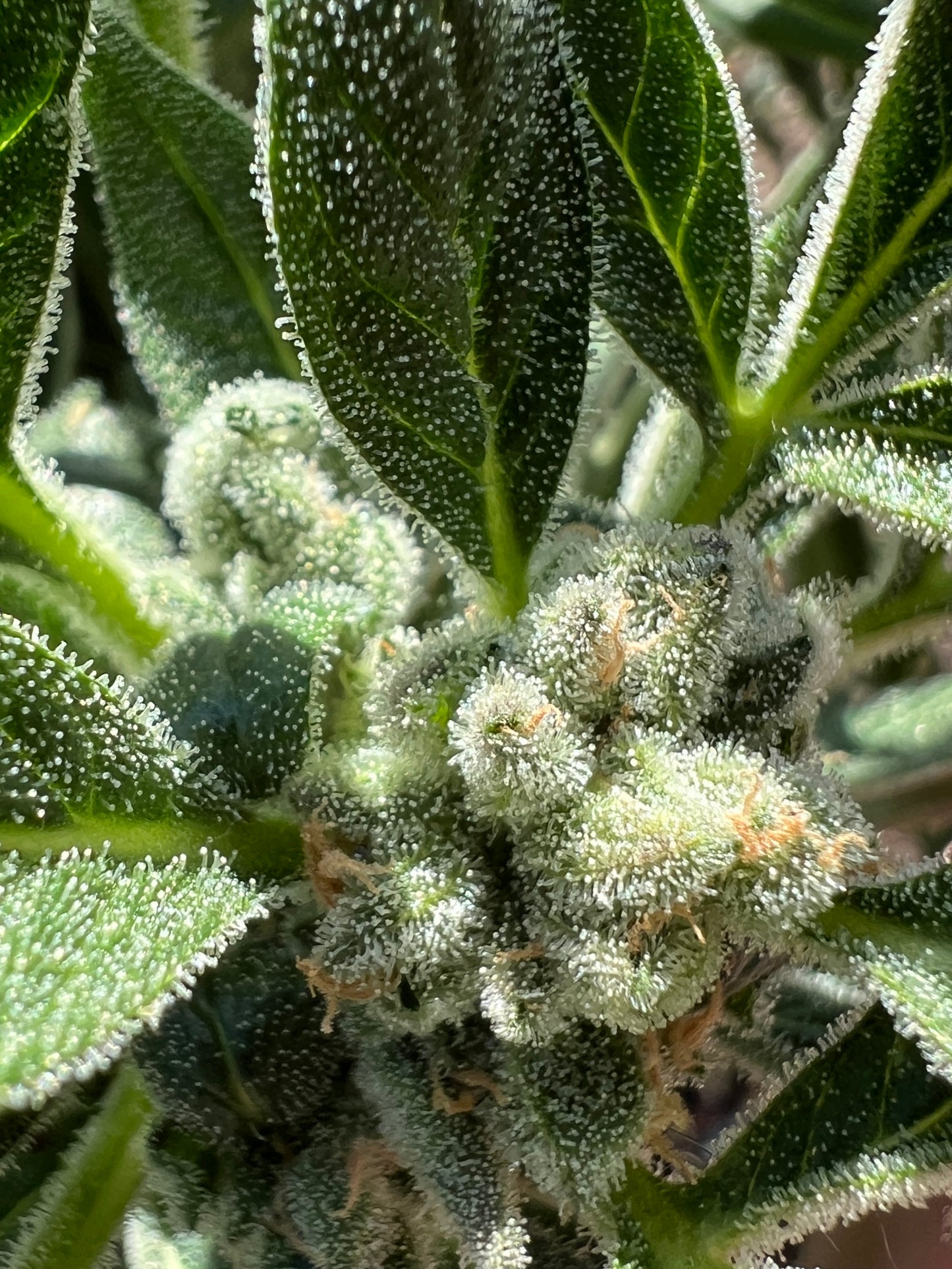 Bean Genie | Crazy Horse | Auto Flower Cannabis Seeds Female