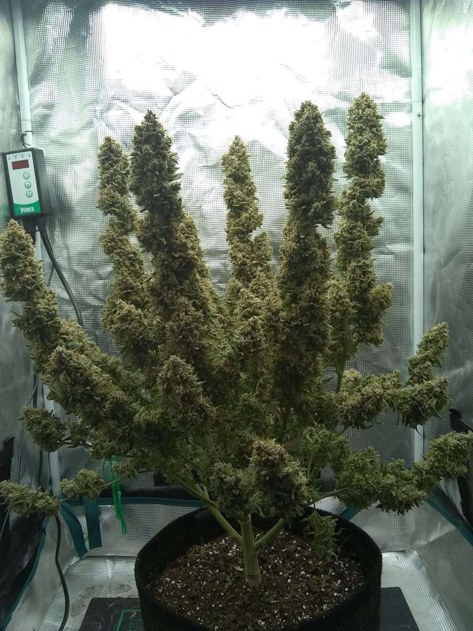 Bean Genie | Wookiees | Auto Flower Cannabis Seeds Female