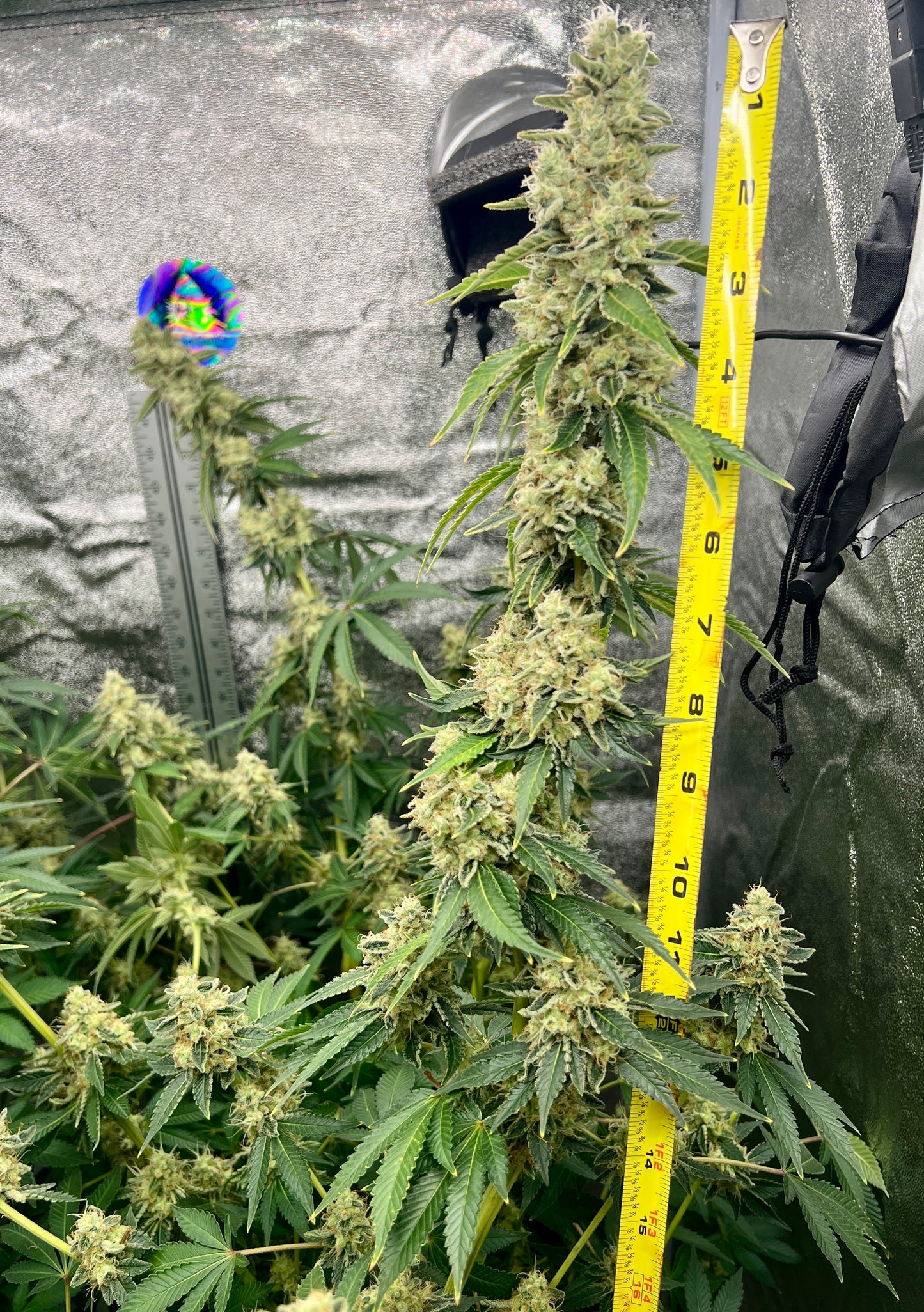 Bean Genie | Sour G | Photoperiod Cannabis Seeds Female