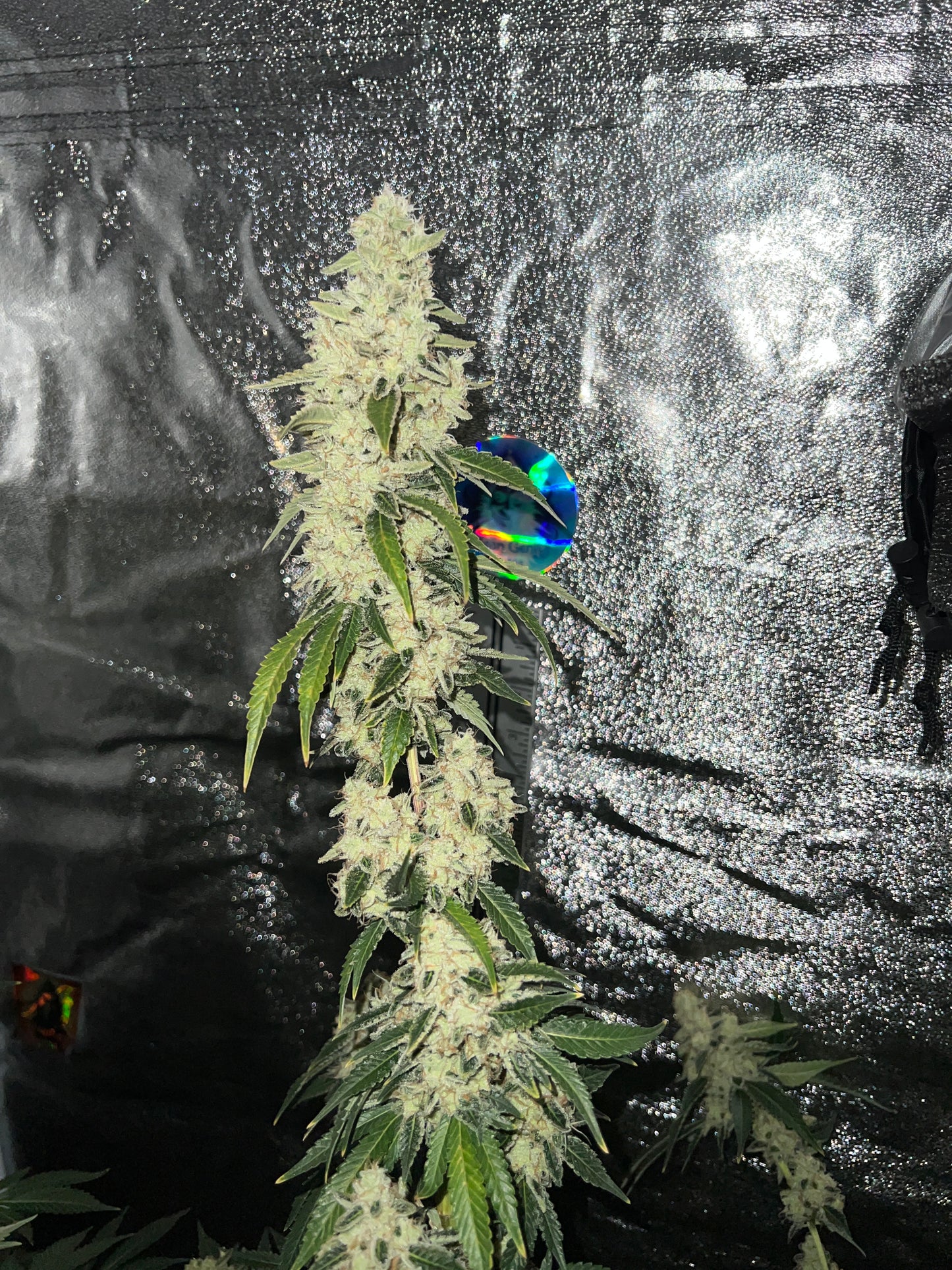 Bean Genie | Sour G | Photoperiod Cannabis Seeds Female