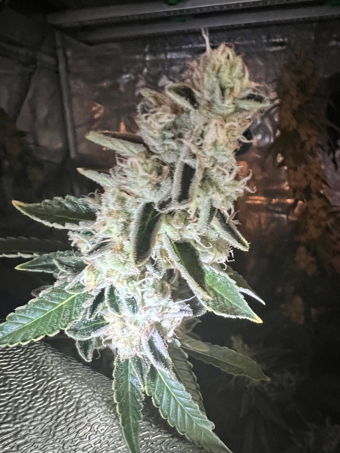 Bean Genie | Sour G | Photoperiod Cannabis Seeds Female