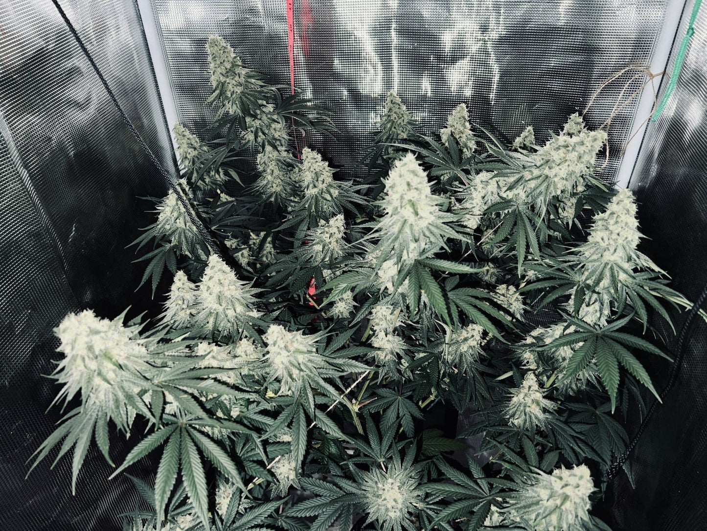 Bean Genie | Sour G | Photoperiod Cannabis Seeds Female