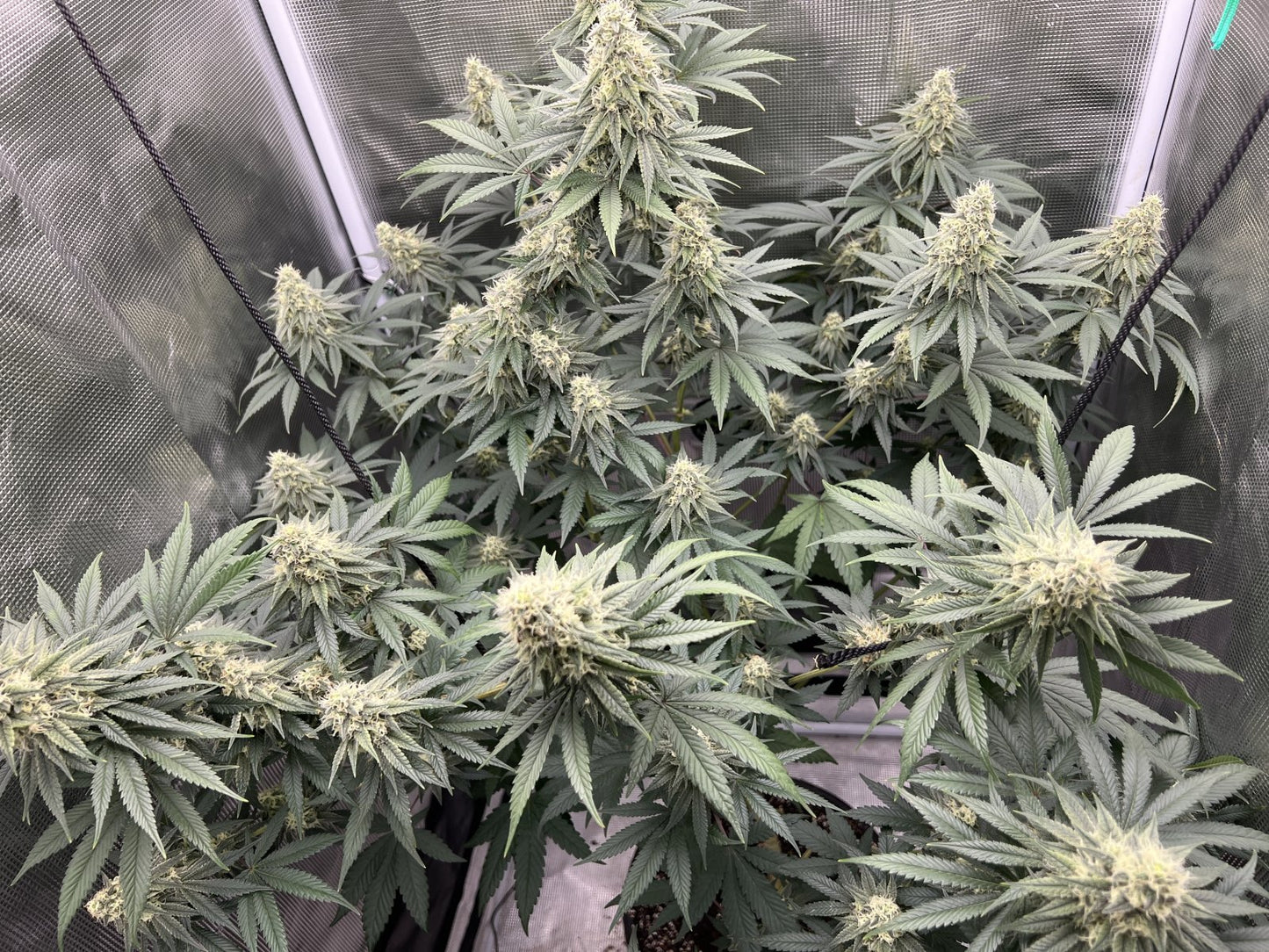 Bean Genie | Sour G | Photoperiod Cannabis Seeds Female