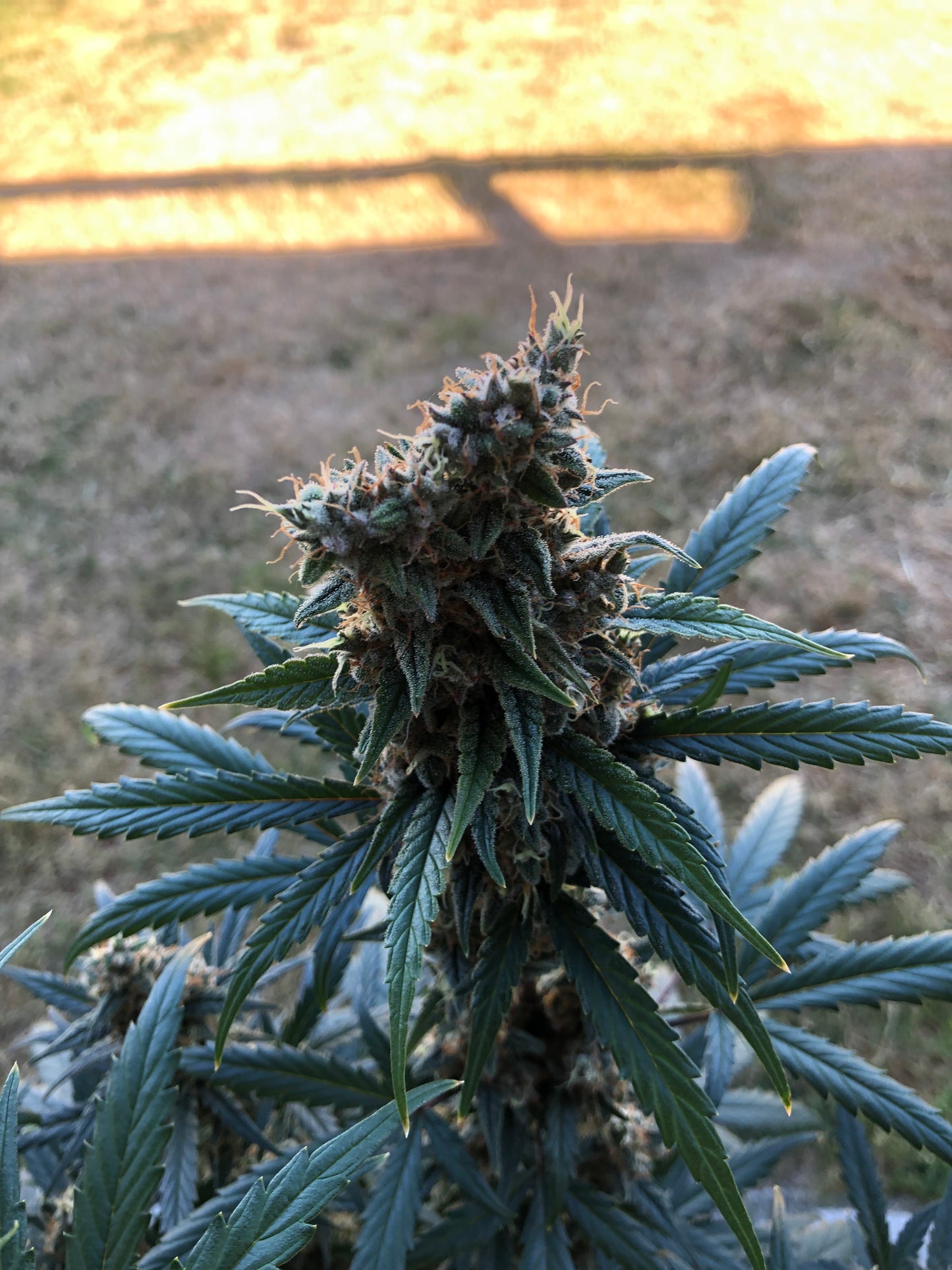 Bean Genie | The Wizard | Auto Flower Cannabis Seeds Female