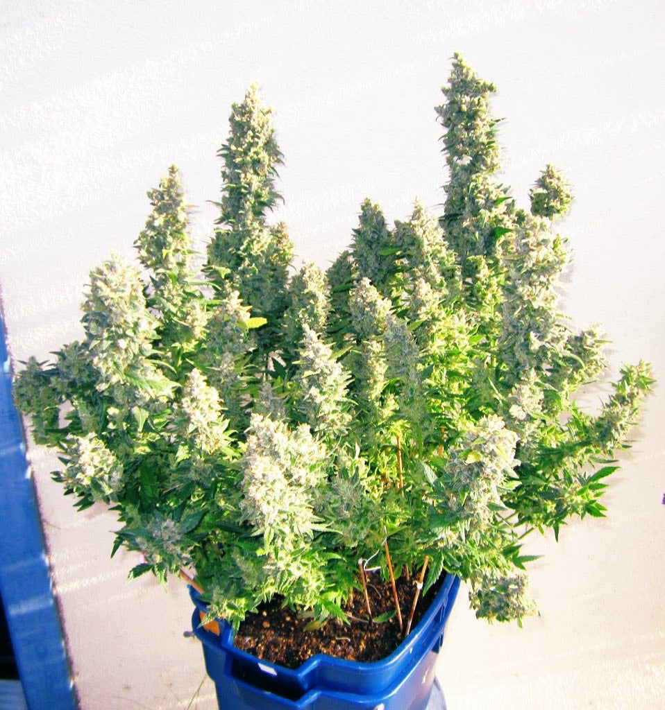Bean Genie | Crazy Horse | Auto Flower Cannabis Seeds Female