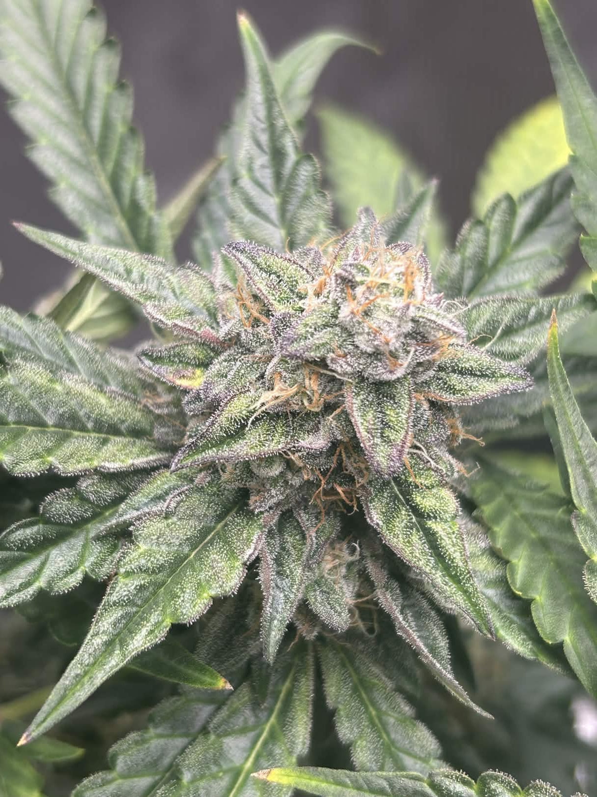 Axiom Seeds | Supreme Hulk | Auto Flower Cannabis Seeds Female