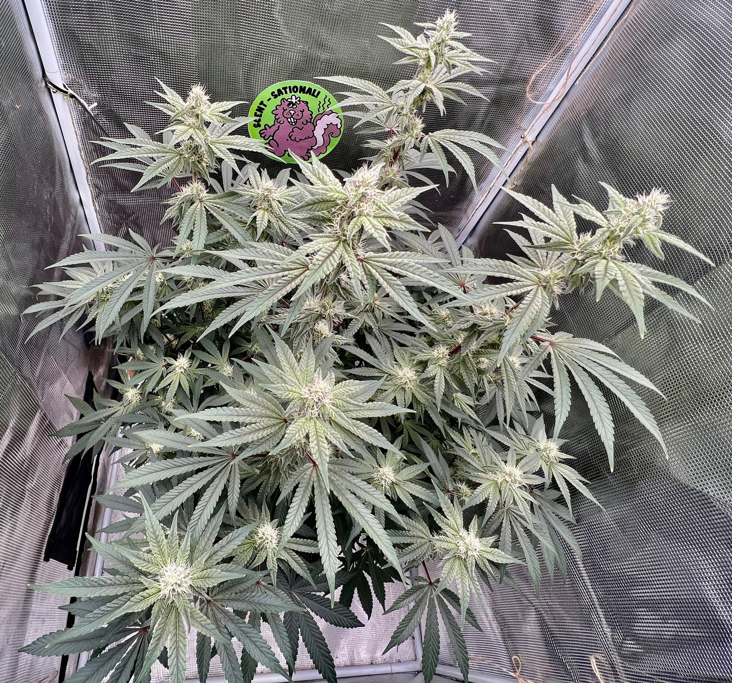 Bean Genie | Melange | Auto Flower Cannabis Seeds Female