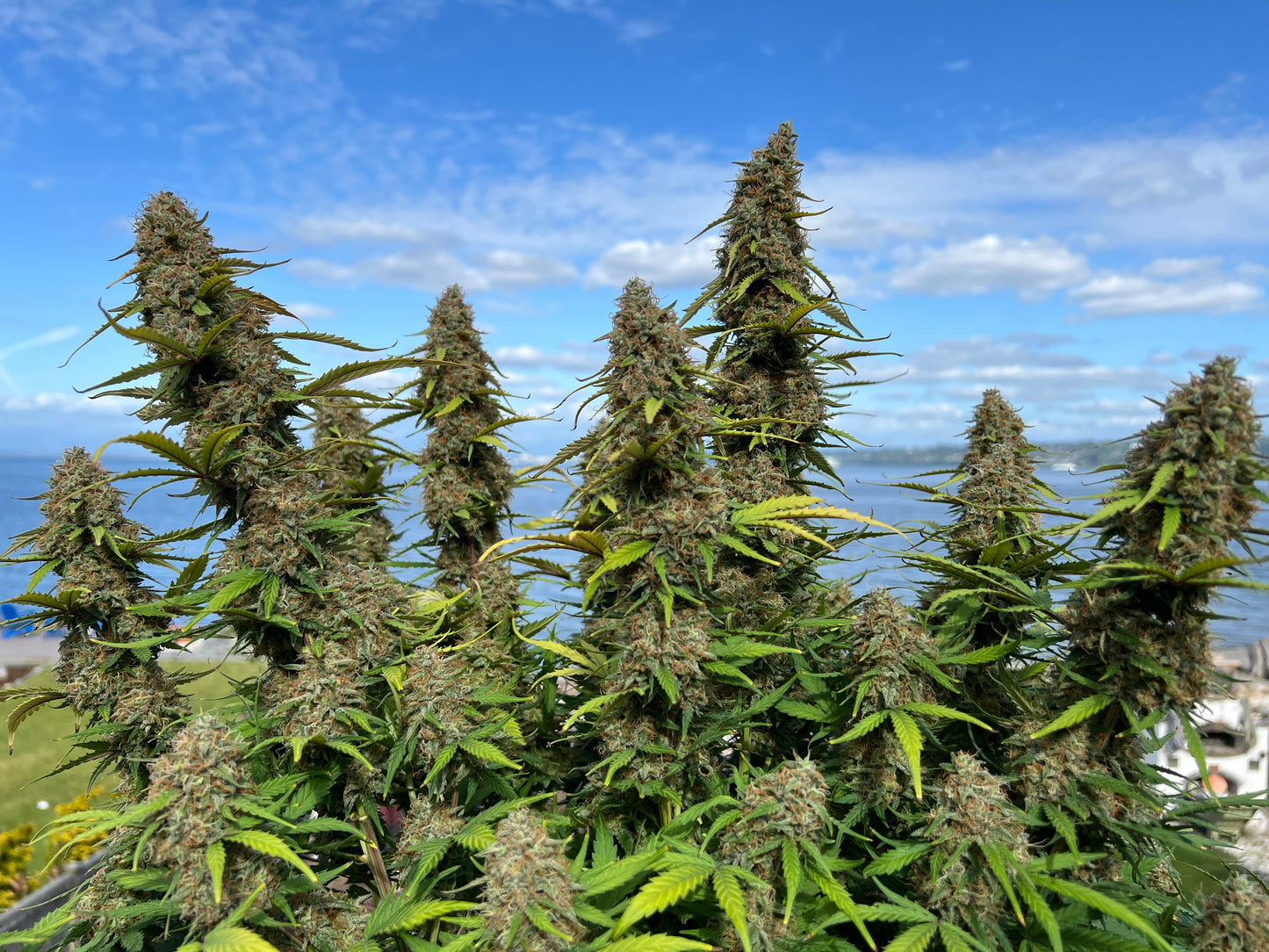 Bean Genie | Wookiees | Auto Flower Cannabis Seeds Female