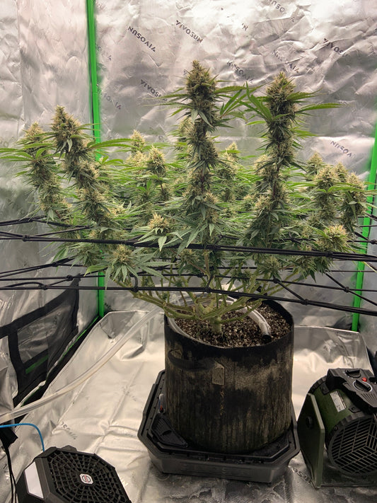 Old Brown Dog | New England Lights S1 | Photoperiod Cannabis Seeds Female